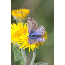 Common Blue Female
