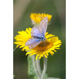 Common Blue Female, Minsmere