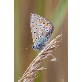Common Blue on Grass