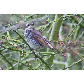 Dusky Thrush Beeley
