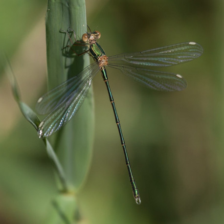 Emerald Damselfly