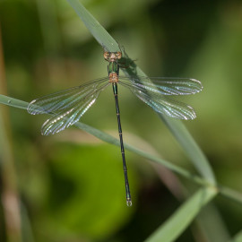 Emerald Damselfly 1