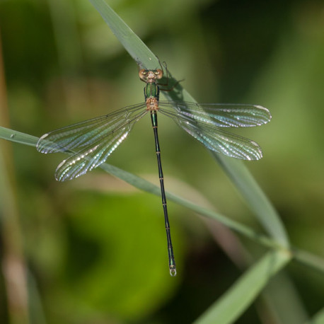 Emerald Damselfly 1