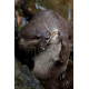 Eurasian Short Clawed Otter grooming
