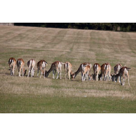 Fallow Deer, Norfolk, Holkham