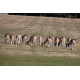 Fallow Deer, Norfolk, Holkham