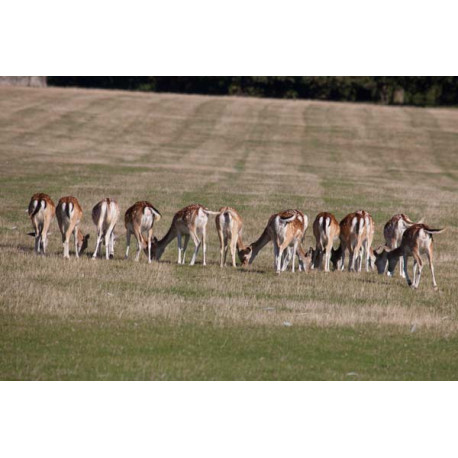 Fallow Deer, Norfolk, Holkham