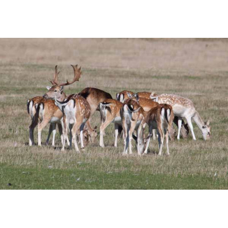 Fallow Deer, Norfolk, Holkham 1
