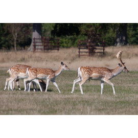 Fallow Deer, Norfolk, Holkham 2