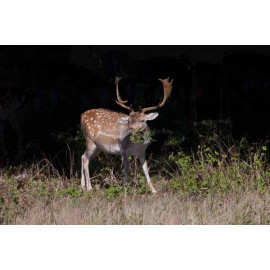 Fallow Deer, Norfolk, Holkham 3