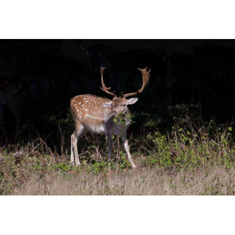 Fallow Deer, Norfolk, Holkham 3