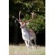 Fallow Deer, Norfolk, Holkham 4