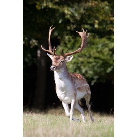 Fallow Deer, Norfolk, Holkham 4