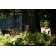 Fallow Deer, Norfolk, Holkham 5