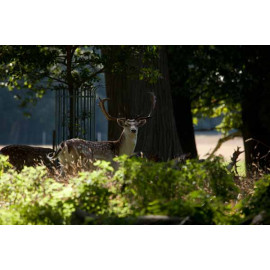 Fallow Deer, Norfolk, Holkham 5