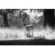 Fallow Deer, Norfolk, Holkham 6