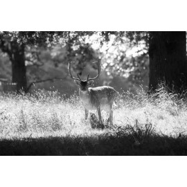 Fallow Deer, Norfolk, Holkham 6