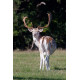 Fallow Deer, Norfolk, Holkham 7