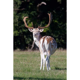 Fallow Deer, Norfolk, Holkham 7