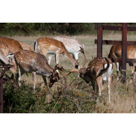 Fallow Deer, Norfolk, Holkham 8