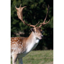 Fallow Deer Tongue Out, Norfolk, Holkham