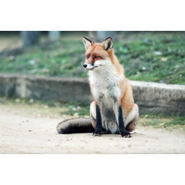 Fox Minsmere