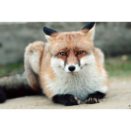 Fox Minsmere 1