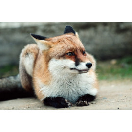 Fox Minsmere 3